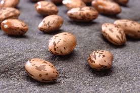 Pinto bean seeds laid out for drying before seed storage, showing their tan color with mottled brown markings on a clean surface.
