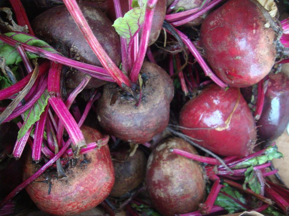Freshly harvested heirloom beets with leafy tops, ideal for early spring planting based on temperature requirements for heirloom vegetables.