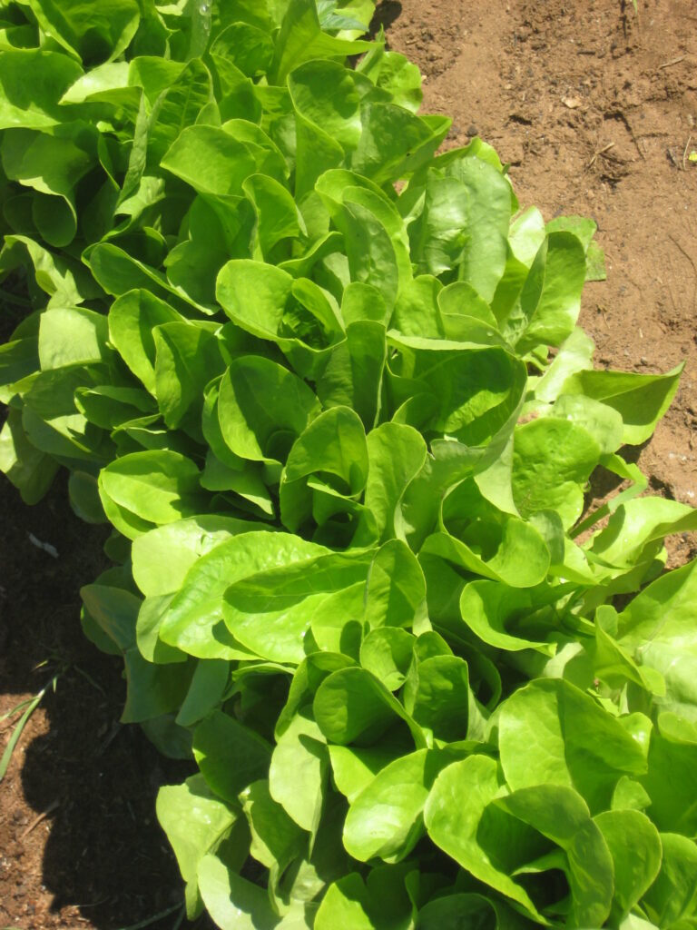 Lettuce planted with compatible crops using companion planting techniques to boost vegetable yields and garden efficiency.