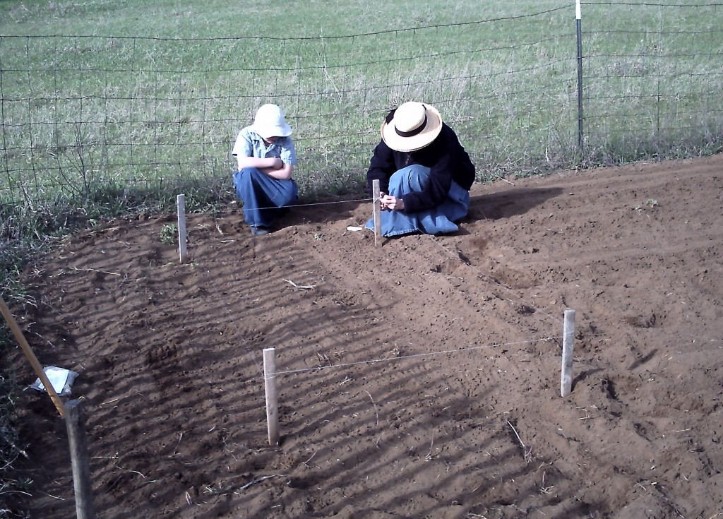 Essential Plant Requirements for a Thriving Heirloom Vegetable Garden