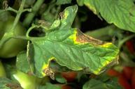 Preventing Plant Disease: Simple Steps for a Healthy Heirloom Garden