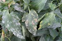 Preventing Plant Disease: Simple Steps for a Healthy Heirloom Garden