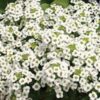 Carpet of Snow Alyssum - St. Clare Heirloom Seeds