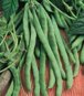 Kentucky Wonder Pole Bean - St. Clare Heirloom Seeds