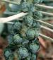 Long Island Improved Brussels Sprouts - St. Clare Heirloom Seeds