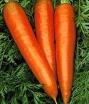 Carrot Danvers 126 - St. Clare Heirloom Seeds