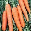 Scarlet Nantes Carrots - St. Clare Heirloom Seeds