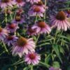 Echinacea Purpurea Coneflower - St. Clare Heirloom Seeds