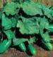 Bush Crop Cucumber - St. Clare Heirloom Seeds