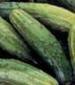 National Pickling Improved Cucumber - St. Clare Heirloom Seeds