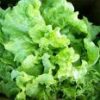Black Seeded Simpson Lettuce - St. Clare Heirloom Seeds