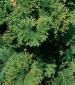 Giant Southern Curl Mustard - St. Clare Heirloom Seeds