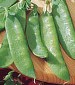 Mammoth Melting Sugar Pea - St. Clare Heirloom Seeds
