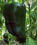 Ancho 101 Hot Pepper - St. Clare Heirloom Seeds