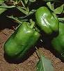 California Wonder 300 Sweet Pepper - St. Clare Heirloom Seeds