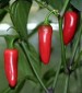 Jalapeno Early Hot Pepper - St. Clare Heirloom Seeds