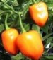 Orange Habanero Hot Pepper - St. Clare Heirloom Seeds