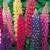 Russell Lupine Flower - St. Clare Heirloom Seeds