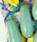 Gray Zucchini Summer Squash - St. Clare Heirloom Seeds
