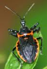 Control your insects, chemical free.