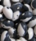 Calypso Dry Beans - St. Clare Heirloom Seeds