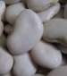 Lima King of the Garden Lima Beans - St. Clare Heirloom Seeds