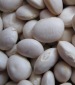White Dixie Butterpea Lima Bean - St. Clare Heirloom Seeds