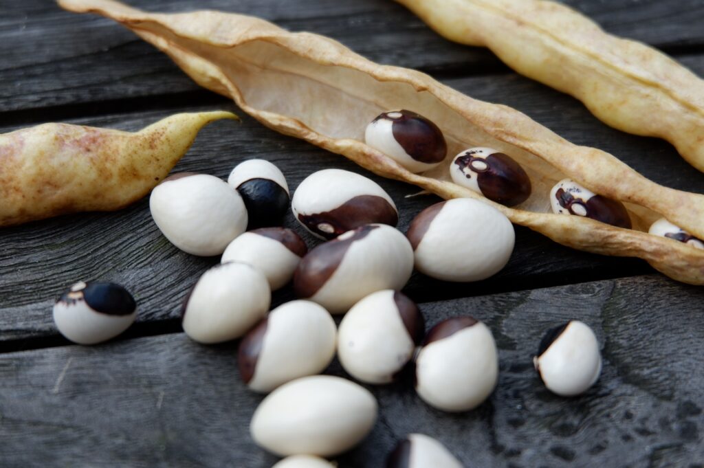 Choosing the Right Seeds: How Open-Pollinated, Heirloom, Hybrid, and GMO Seeds Differ