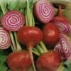 Chioggia Beet - St. Clare Heirloom Seeds