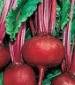 Detroit Dark Red Beet Seeds - St. Clare Heirloom Seeds