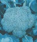 DeCicco Broccoli - St. Clare Heirloom Seeds