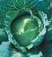 Copenhagen Market Cabbage - St. Clare Heirloom Seeds