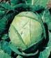 Danish Ballhead Cabbage - St. Clare Heirloom Seeds