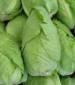 Early Jersey Wakefield Cabbage - St. Clare Heirloom Seeds