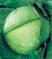 Early Round Dutch Cabbage - St. Clare Heirloom Seeds