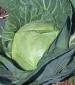 Late Flat Dutch Cabbage - St. Clare Heirloom Seeds