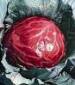 Mammoth Red Rock Cabbage - St. Clare Heirloom Seeds