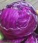 Red Acre Cabbage - St. Clare Heirloom Seeds