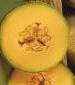 Crenshaw Cantaloupe - St. Clare Heirloom Seeds