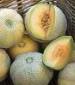 Minnesota Midget Cantaloupe - St. Clare Heirloom Seeds