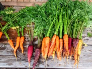 Organic Gardening can yield a lot of produce plus the peace of mind of being chemical free. - St. Clare Heirloom Seeds