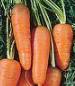 chantenay red core carrot - St. Clare Heirloom Seeds