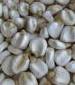 Hickory King White Non-GMO - St. Clare Heirloom Seeds