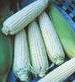 Stowell's Evergreen Corn - St. Clare Heirloom Seeds