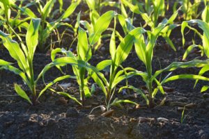 Building Healthy Soil: The Foundation of Organic Gardening