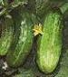 Wisconsin SMR 58 Cucumber - St. Clare Heirloom Seeds