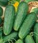 homemade pickles cucumber - St. Clare Heirloom Seeds