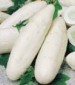 White Wonder Cucumber - St. Clare Heirloom Seeds