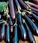 Long Purple Eggplant - St. Clare Heirloom Seeds