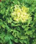 Batavian Full Heart Endive - St. Clare Heirloom Seeds